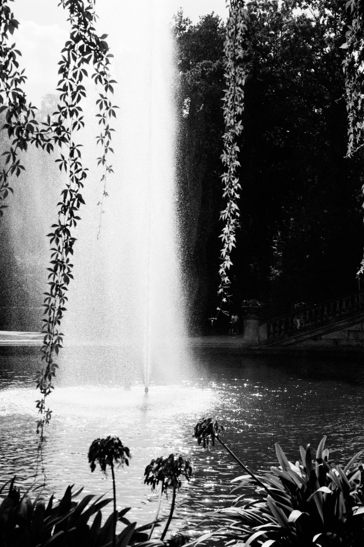 A fountain jet in a park pond, framed by hanging vines.